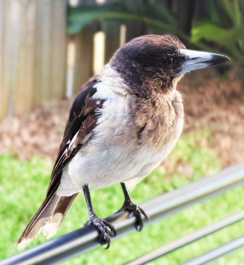 Josie the butcherbird perched on a railing
